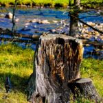 Vancouver WA Stump Grinding: Wood Chip Recycling’s Environmental Benefits