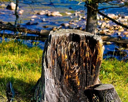 stump-grinding-640x480-59371800.jpeg