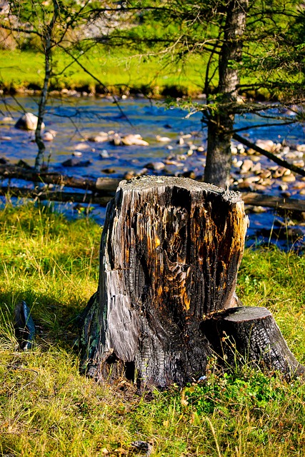 stump-grinding-640x480-59371800.jpeg