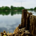 Efficient Stump Grinding Services in Portland OR