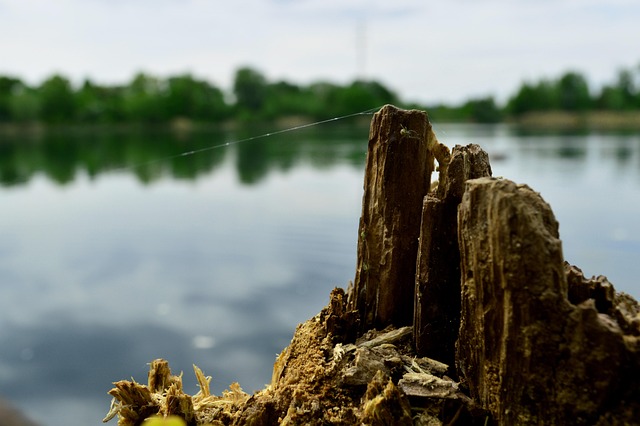 stump-grinding-640x480-60266918.jpeg