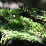 Custom Stump Removal Solutions for Vancouver WA Areas