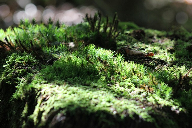 stump-grinding-640x480-61208765.jpeg