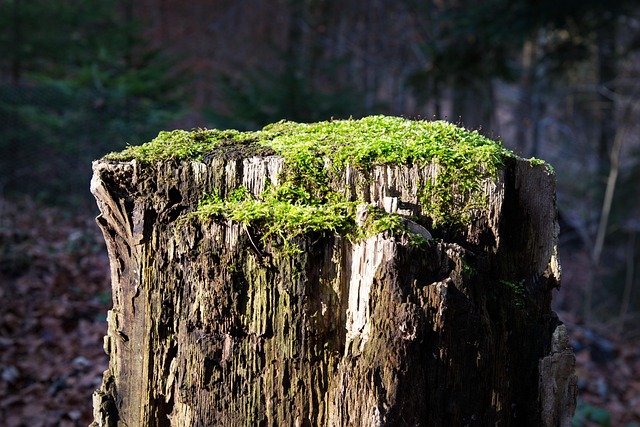 stump grinding