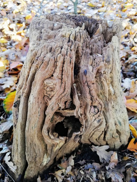 stump grinding