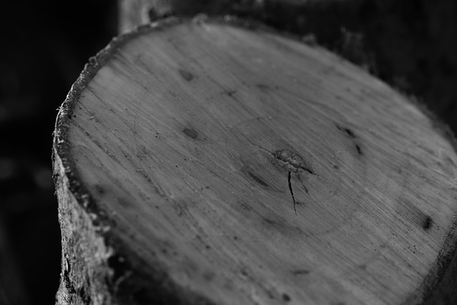 stump grinding