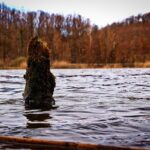 Protect Your Business: Vancouver WA Stump Grinding Liability Insurance