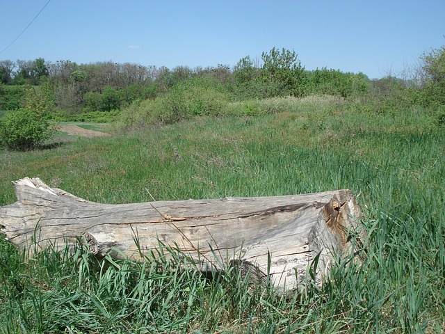 stump-grinding-640x480-67477399.jpeg