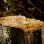Vancouver WA Stump Grinding: Eco-Mulch Revolution Starts Local