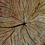 Fast Stump Grinding Portland OR: Efficient Urban Removal Services