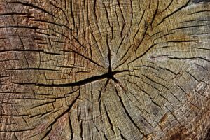 stump-grinding-640x480-77575351.jpeg