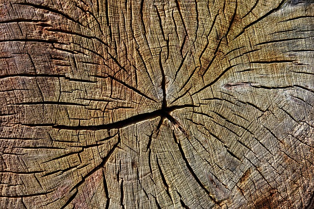 stump-grinding-640x480-77575351.jpeg