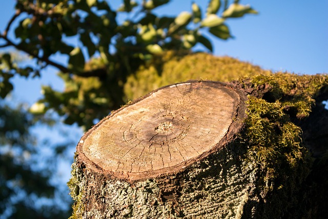 stump grinding