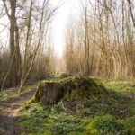 Portland OR Stump Grinding: Efficient Noise Reduction Services