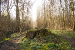 stump-grinding-640x480-817655.jpeg