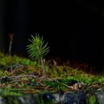 Professional Portland OR Stump Grinding: Efficient, Safe, Eco-Friendly