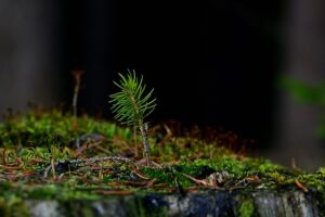stump-grinding-640x480-82344729.jpeg