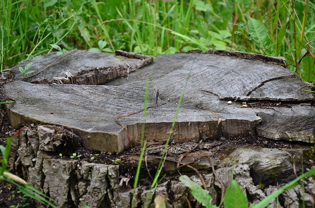 stump grinding