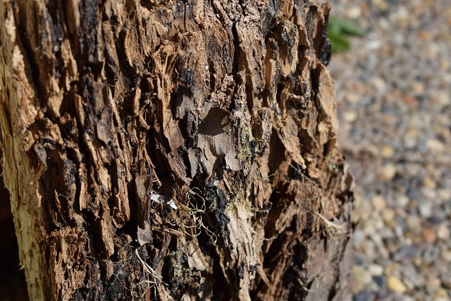 stump grinding