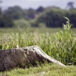 Protect Your Vancouver WA Home: Comprehensive Termite Prevention Guide