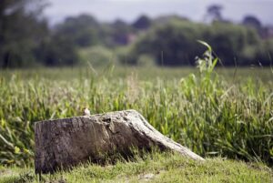 stump-grinding-640x480-95264464.jpeg