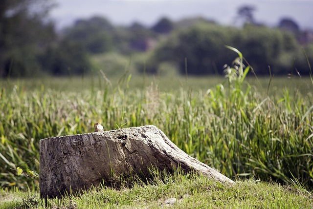 stump-grinding-640x480-95264464.jpeg
