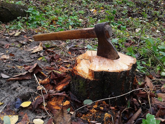 stump grinding