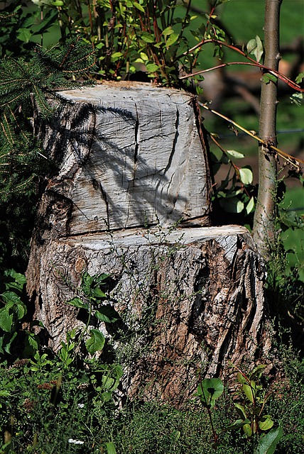 stump grinding