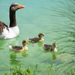 Drying Swimming Equipment: Traditional to Modern Innovations