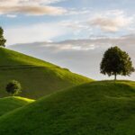 Portland OR Tree Removal: Expert Guidance for Sustainable Solutions