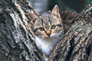 tree-removal-640x480-24159340.jpeg