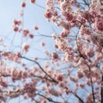 Post-Storm Tree Inspection: Vancouver WA Removal Guide
