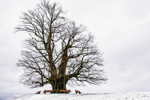 tree-removal-640x480-31757800.jpeg