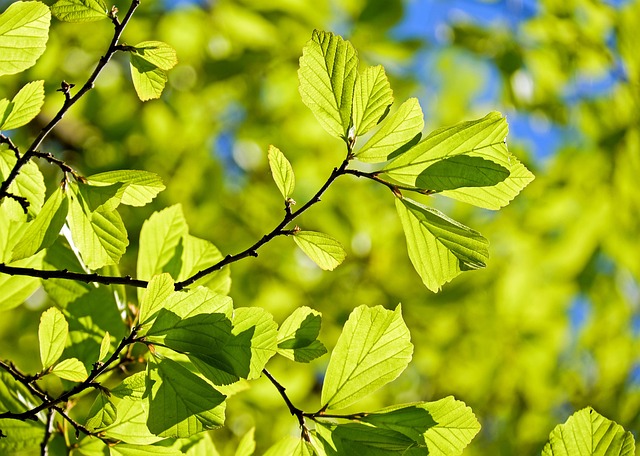 tree-removal-640x480-35055285.jpeg