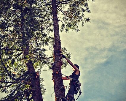 tree-removal-640x480-46515385.jpeg