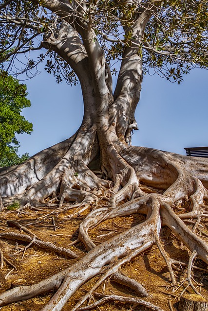 tree removal