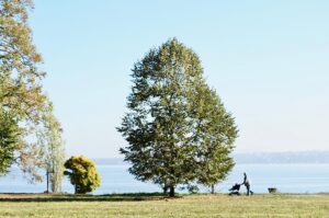 tree-removal-640x480-77524404.jpeg