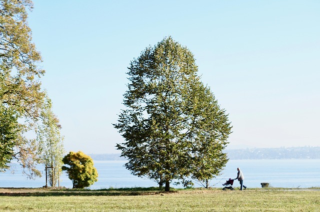 tree-removal-640x480-77524404.jpeg