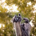 Navigating Portland OR Tree Removal Laws and Safety