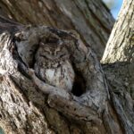 Eco-Friendly Tree Removal: Portland OR’s Sustainable Approach