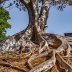 Portland OR Tree Removal: Expert Techniques and Environmental Care