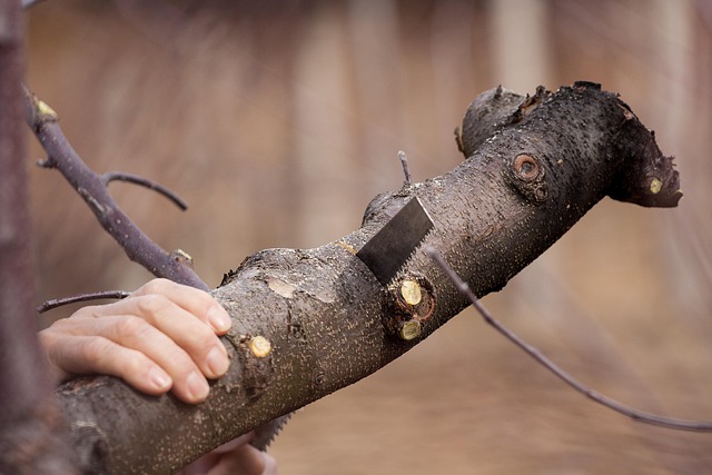 tree removal