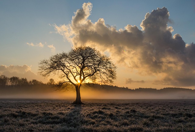tree services