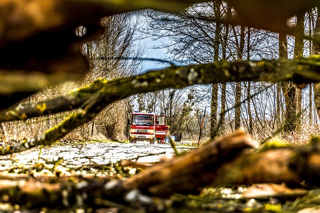 tree services