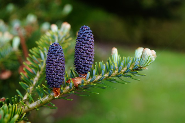 tree services