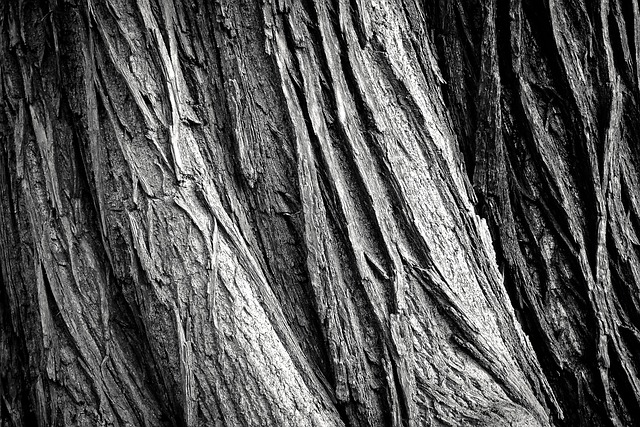 tree services