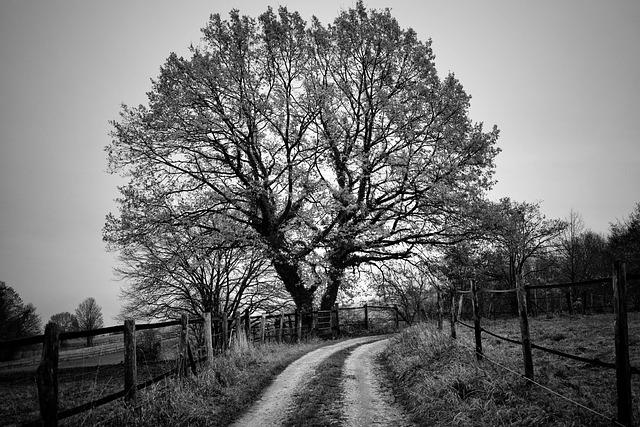 tree services