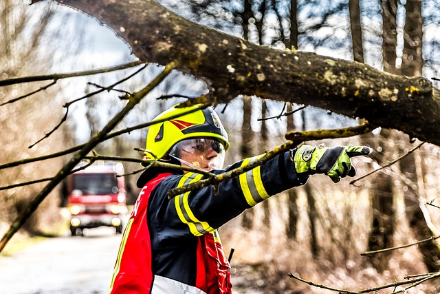 tree services