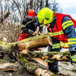 Vancouver WA Tree Services: Expert Care for Healthy Urban Forests