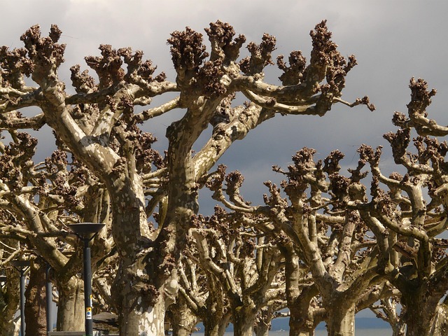 tree trimming